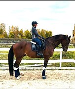 Ferri Peri 177 см Выездка ТОП