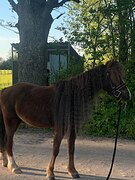 Мерин пони-класса