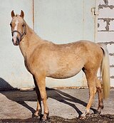 Кобыла 