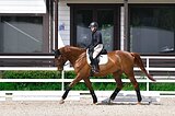 Мерин от Экспорта