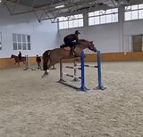 Кобыла 2017гр, 166 см в/х в конк