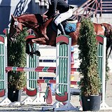 6-ти летний мерин в спорт