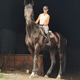 Шикарный мерин на маршруты