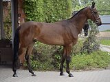 Ахалтекинский мерин