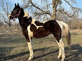 ПЕГИЙ ОТ ФОРМАН ПРАЙСА