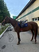 Кобыла в конкур