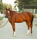 Мерин