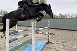 Лошади в конкур