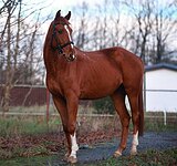 Мерин 2021 гр, 172 вх