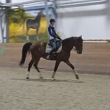 Занятия выездкой с арендой