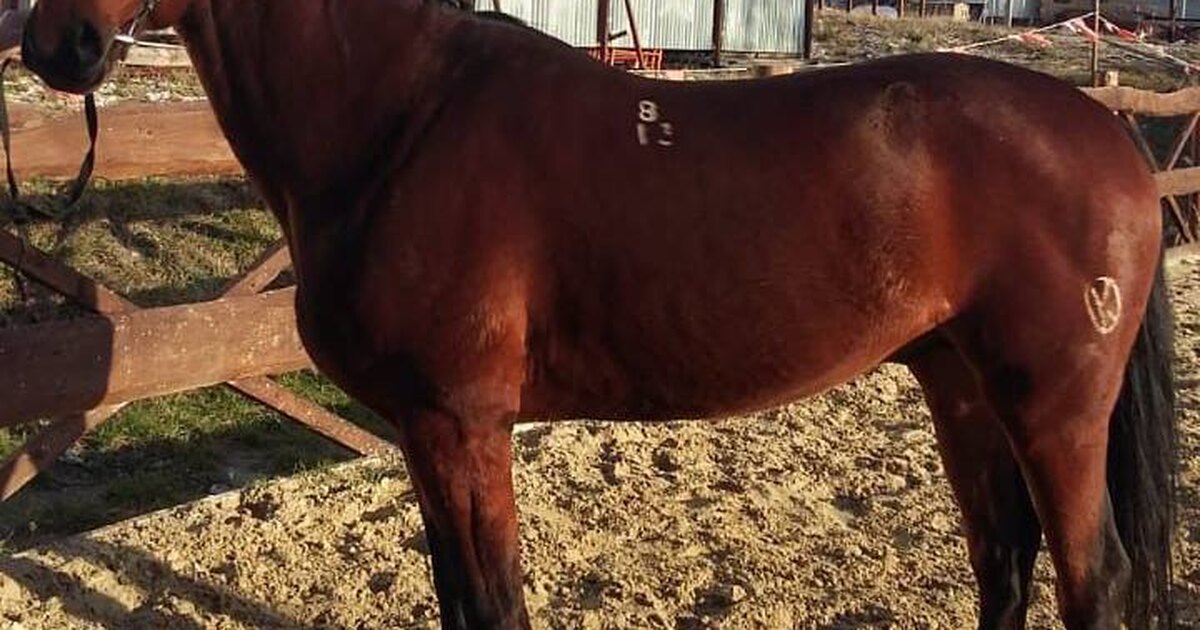 Скаковые дорожки для лошадей. Московский поло клуб. Газон для ипподрома. Костюмированные старты конкур. Место для проведения конных.