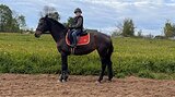 Кобыла 2016 гр, 154 вх