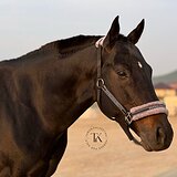 БУДЕННОВСКИЙ ЖЕРЕБЕЦ 8 ЛЕТ