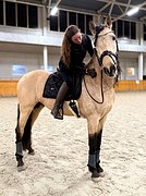 АНДАЛУЗСКИЙ ЖЕРЕБЕЦ 3 ГОДА