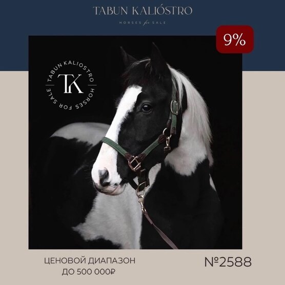 Дева лошадь. Лошадь года по гороскопу. Характер женщины. Лошадь гороскоп характеристика женщина. Характер мужчины родившегося в год лошади.