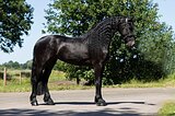 Фризская кобыла