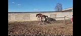 Жеребец в спорт