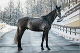2021 г.р., 172 см в/х. Выездка/кон