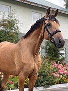 Мерин 2016 гр 175 вх в хобби