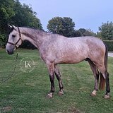 ОТЛИЧНАЯ РОДОСЛОВНАЯ