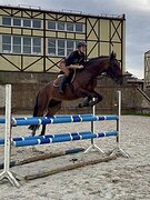 МЕРИН В КОНКУР/ТРОЕБОРЬЕ