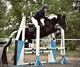 МЕРИН В КОНКУР/ТРОЕБОРЬЕ