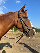 Кобыла для души и под детей