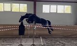 Мерин 2017 гр в спорт 