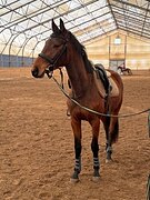 Кобыла спортивной помеси