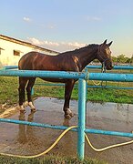 Спортивный мерин, 5 лет