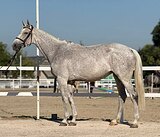 Кобыла в конкур и выездку 