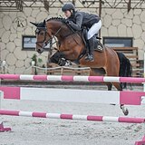 ВЕСТФАЛЬСКАЯ КОБЫЛА