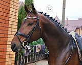 ЖЕРЕБЕЦ 4 ГОДА 178 СМ В ХОЛКЕ 