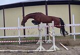 ШИКАРНЫЙ МОЛОДОЙ МЕРИН • П