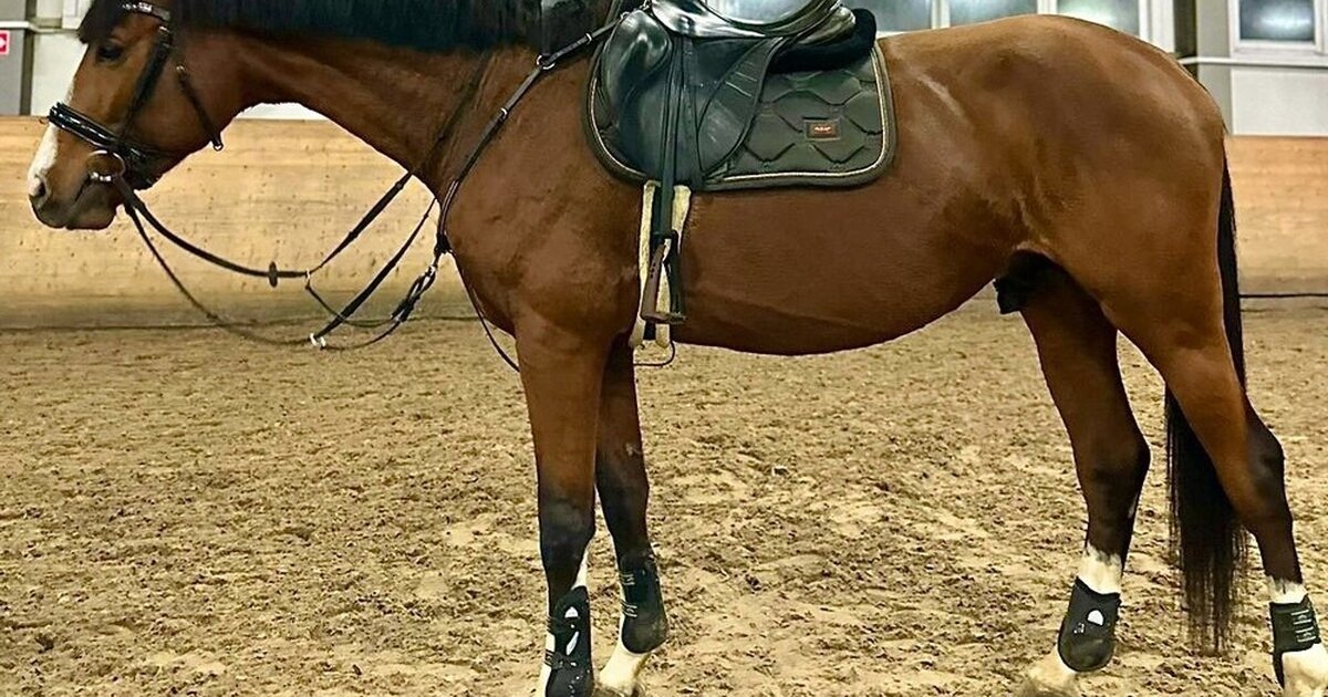 Конный спорт видео