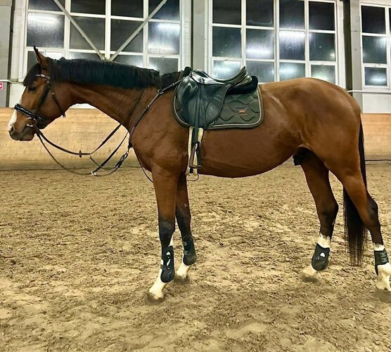 Спорт на деревянных лошадках