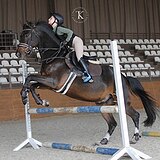 МЕРИН | ИДЕАЛЕН В КОНКУР