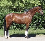 МЕРИН 5 ЛЕТ 172 СМ В ХОЛКЕ