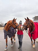 Ищу коновода, запад Москвы