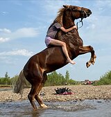 Кобыла 