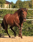 Кобыла пони-класс