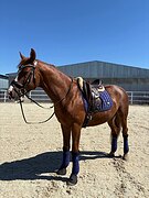 Жеребец в Выездку!