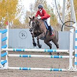 БУДЕННОВСКИЙ МЕРИН 