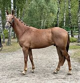 МОЛОДОЙ МЕРИН