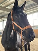 СУПЕР ВАРИАНТ ПОД ЛЮБИТЕЛЯ