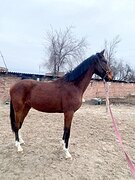 будённовец в спорт