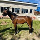 Срочно! Маршруты 115 