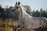 Орловская кобыла