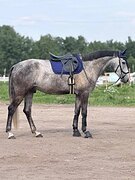 Мерин 2022 гр