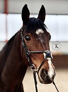 ДОМА ПРЫГАЕТ ДО 110 СМ